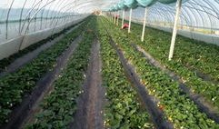 吃瓜群爆料大棚视频播放,吃瓜群爆料视频背后的真相揭晓